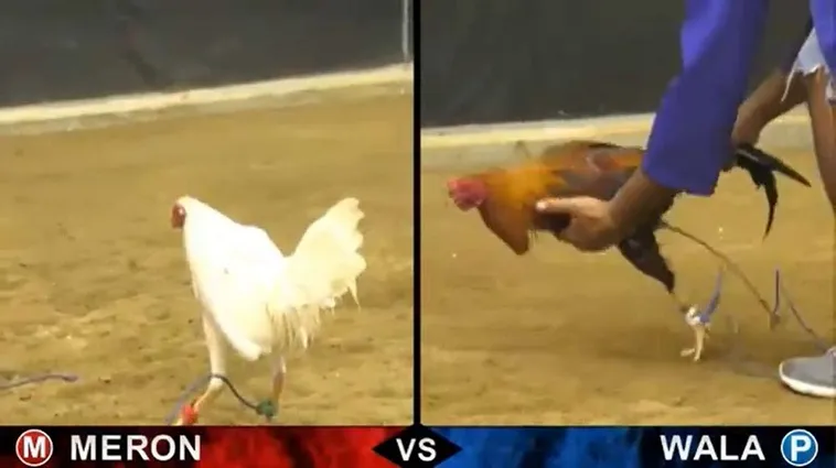 Cách Chơi Đá Gà Sabong Tại TT128 Thống Trị Đấu Trường Live